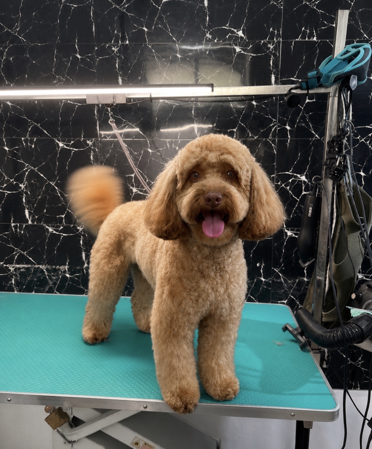 Lucrare de grooming My Pet 4