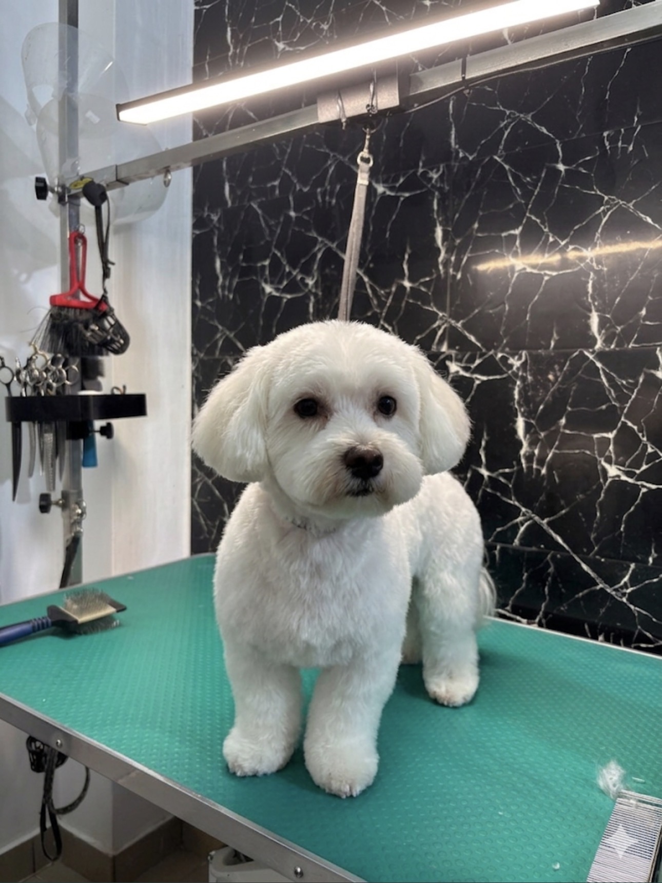 Lucrare de grooming My Pet 6