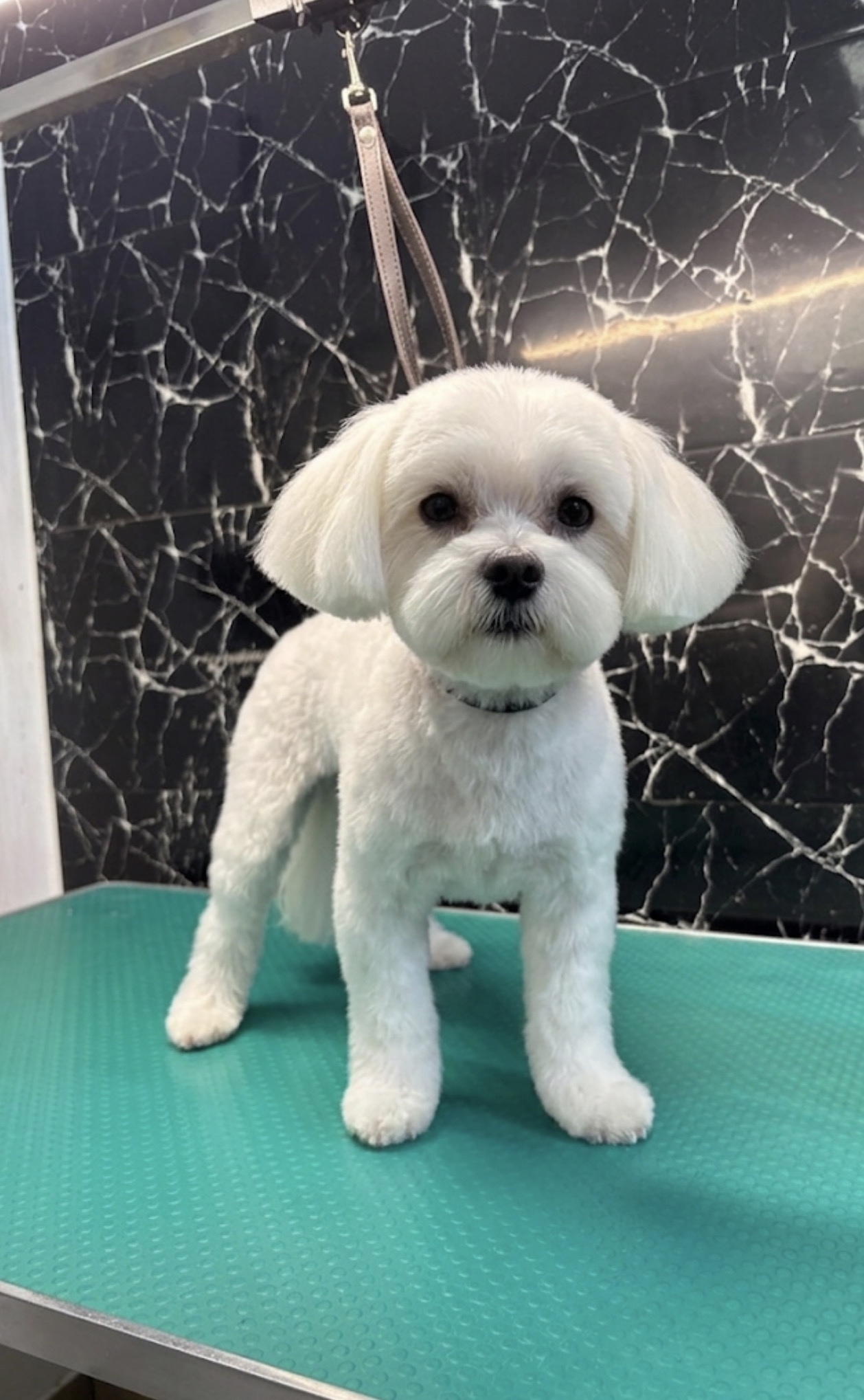 Lucrare de grooming My Pet 7